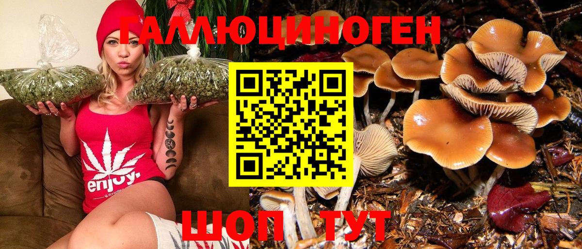 Галлюциногенные грибы Psilocybe Ноябрьск